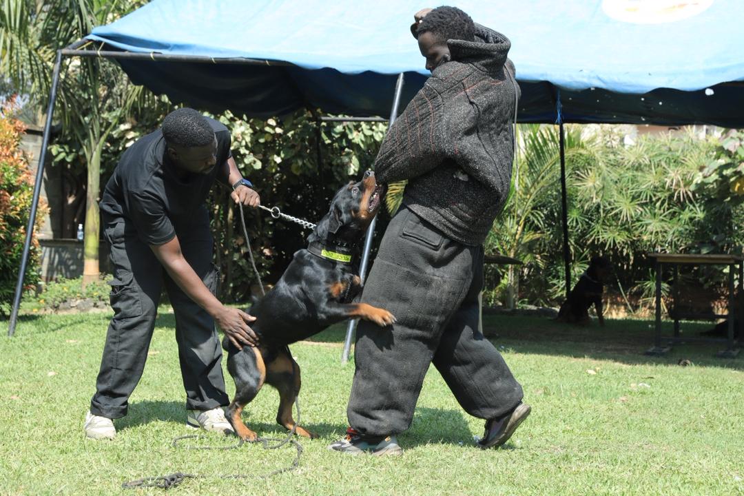 Experienced K9 Professional